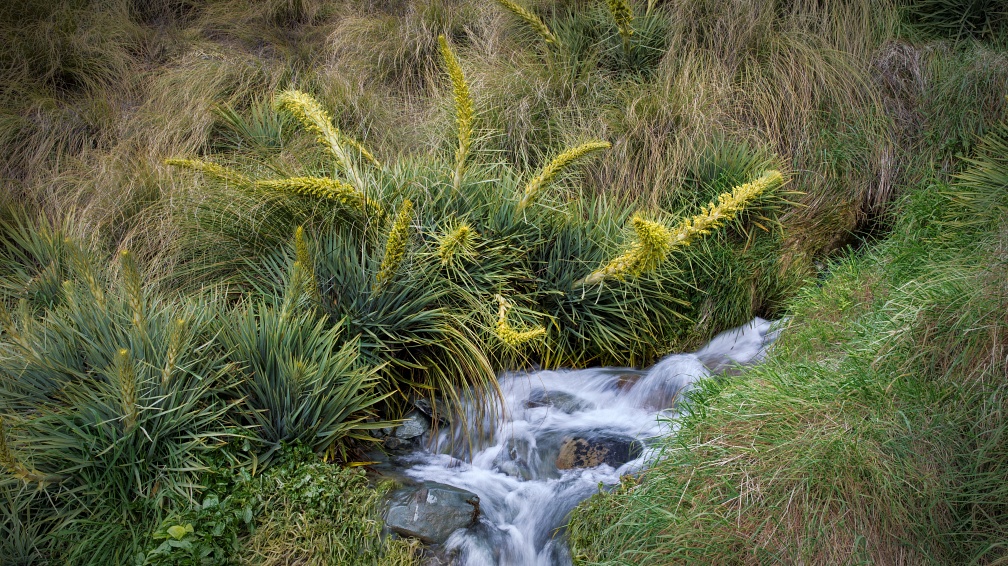 Spanish speargrass by a creek