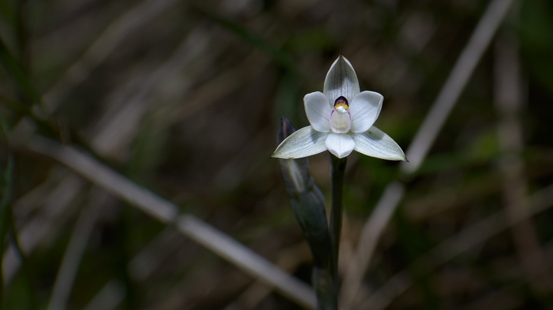 Common sun orchid (Maikuku, Thelymitra longifolia)
