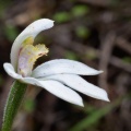 White fingers orchid (Caladenia lyallii)