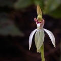 White fingers orchid (Caladenia chlorostyla)