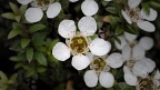 Manuka flower (Leptospermum scoparium)