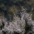 Flowers on manuka shrub (Leptospermum scoparium)