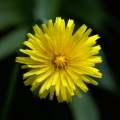 Yellow hawkweed flower