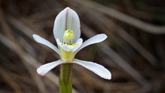 Odd-leaved orchid (Aporostylis bifolia)