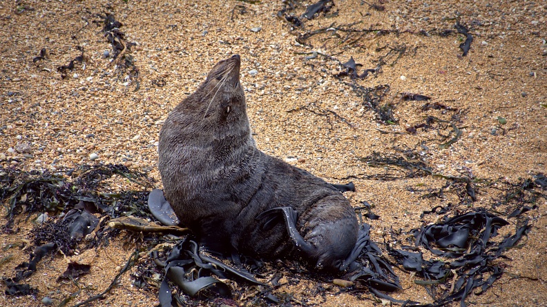 New Zealand Fur Seal scratching his side