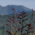 Red flax flowers, The Gap in background