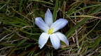 Sky lily (Herpolirion novae-zelandiae)