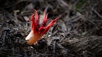 Stinkhorn mushroom (Aseroe rubra)