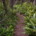 Track in the bush on Yellow Spur