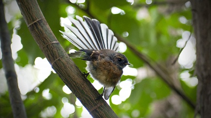 New Zealand fantail showing off his tail