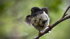 Tomtit taking off