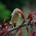 Bellbird feeding on nectar