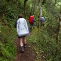 Tramping track in beech forest