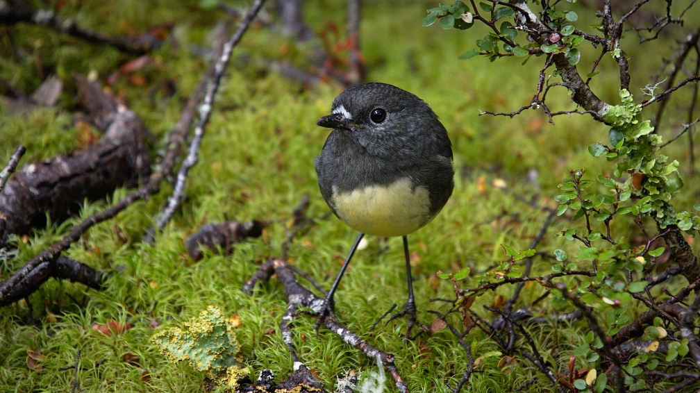 South Island robin and green moss