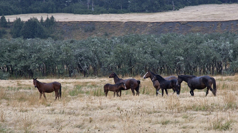 Semi-wild horses