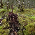 Green mossy carpet in beech forest