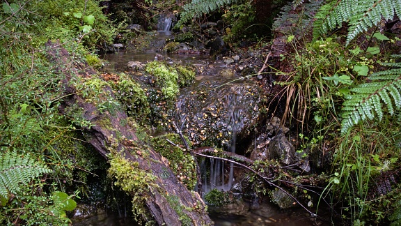 Tiny mossy creek