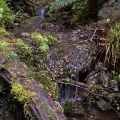 Tiny mossy creek