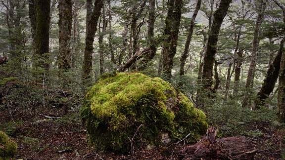 Mossy boulder in beech forest