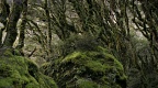 Goblin forest by Lake Mackenzie
