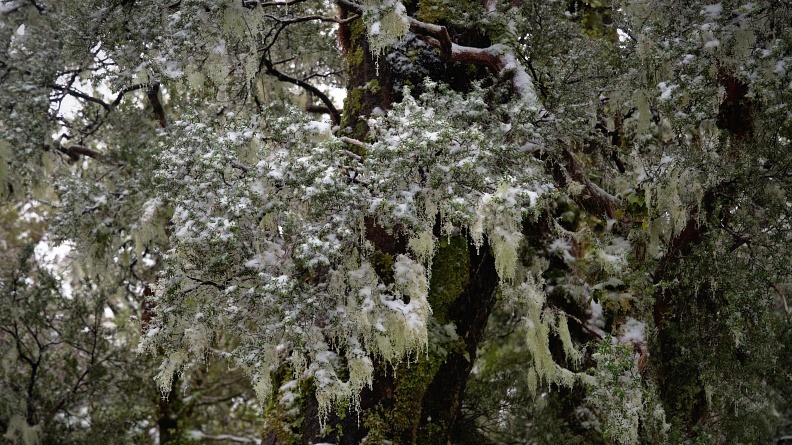Beech tree with old man’s beard and snow