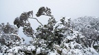 Beech trees bent by prevailing wind with fresh snow