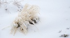 Tussock under fresh snow