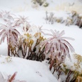 Alpine plants under fresh snow