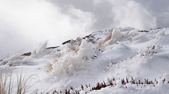 Tussock and snow