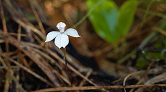 Small white orchid (Caladenia lyallii)