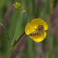 Honeybee on a buttercup flower