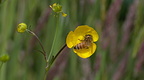 Honeybee on a buttercup flower