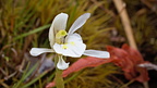 Odd-leaved orchid (Aporostylis bifolia)