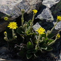 Yellow flowers (Brachyglottis)