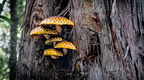 Orange mushrooms growing on a tree