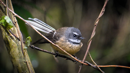 Perched fantail