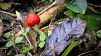 Small red mushroom