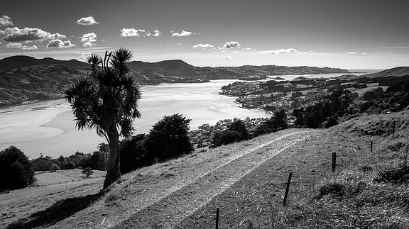 Famous cabbage tree and Otago Harbour