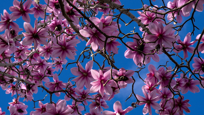Pink magnolia flowers and blue sky
