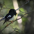 Tomtit perched in the bush