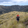 Tussock travel along the ridge