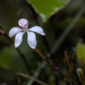 White fingers orchid (Caladenia lyallii)