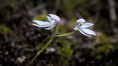 Twin white fingers orchids (Caladenia lyallii)