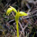 Horizontal Orchid (Waireia stenopetala)