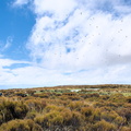 Sea gulls and tarn on top of Maungatua