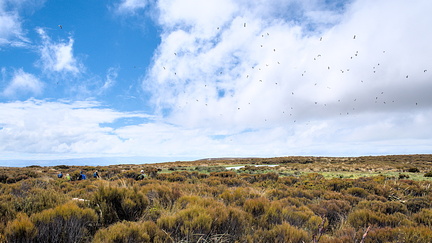 Sea gulls and tarn on top of Maungatua