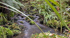 Whare Creek tributary