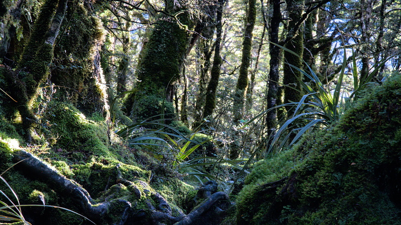 Mosses and tree roots
