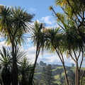 Cabbage trees