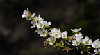 Single branch of manuka blossoms
